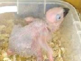 Psittacus erithacus